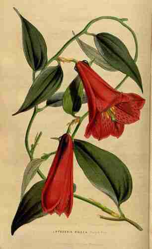 Illustration Lapageria rosea, Par Houtte  L. van (Flore des serres et des jardin de l´Europe, vol. 5: p. 491, 1849), via plantillustrations.org 