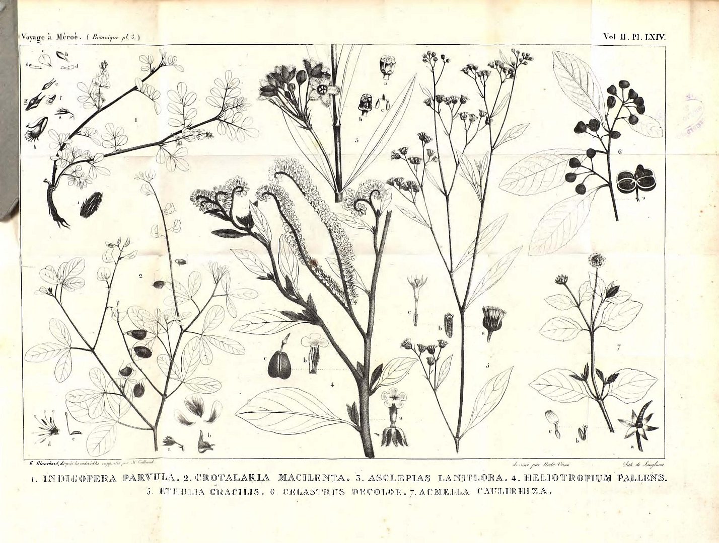 Illustration Acmella caulirhiza, Par Cailliaud%2C+F.%2C+Raffeneau-Delile%2C+A%2C+Centurie+de+plantes+d%E2%80%99Afrique+du+voyage+%C3%A0+M%C3%A9ro%C3%A9+%281826-1827%29+Voy.+M%C3%A9ro%C3%A9+%281826%29+t.+3%09f.+7+, via plantillustrations 
