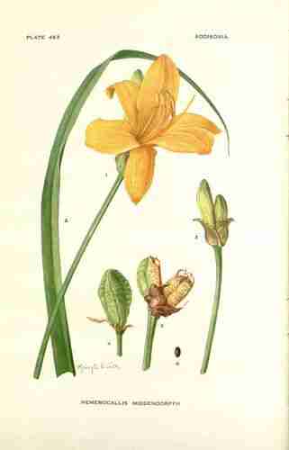 Illustration Hemerocallis middendorffii, Addisonia (vol. 14: t. 463 ; 1929) [M.E. Eaton], via plantillustrations.org 