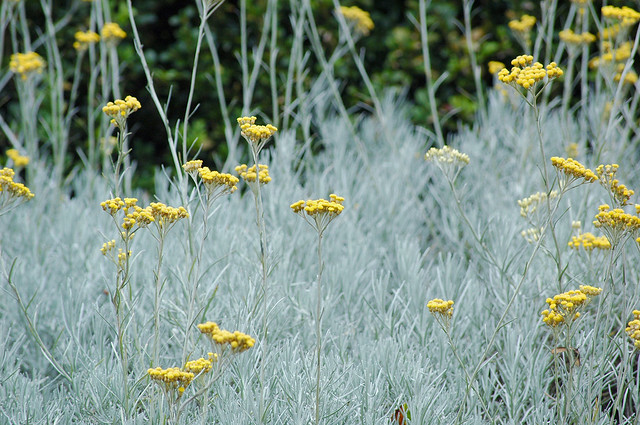 Illustration Helichrysum italicum, Par [Duncan], via flickr 