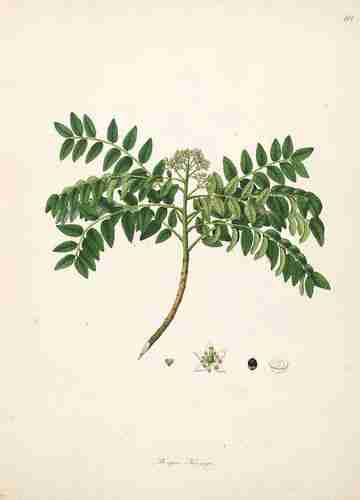 Illustration Bergera koenigii, Par Roxburgh W. (Plants of the coast of Coromandel, vol. 2: t. 112 ; 1798) [n.a.], via plantillustrations.org 