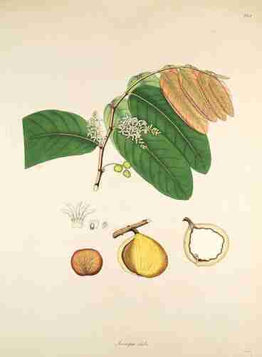 Illustration Inocarpus fagifer, Par Roxburgh W. (Plants of the coast of Coromandel, vol. 3: t. 263, 1819), via plantillustration.org 