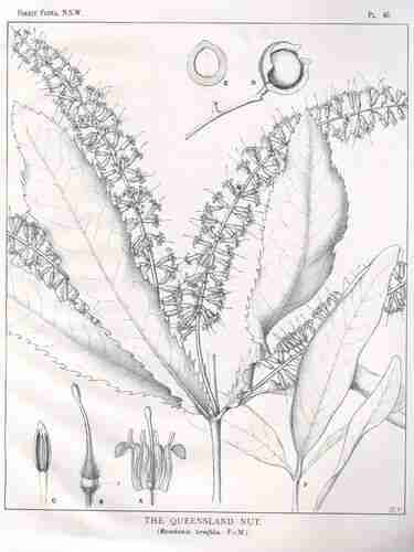 Illustration Macadamia ternifolia, Par Maiden J.H. (Forest Flora of New South Wales, vol. 1: t. 40, 1902-1904) [M. Flockton], via plantillustrations.org 