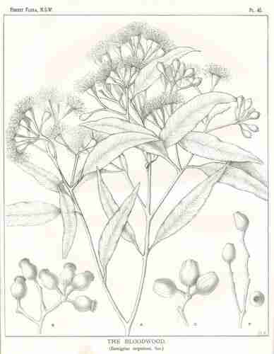 Illustration Corymbia gummifera, Par Maiden J.H. (Forest Flora of New South Wales, vol. 2: t. 45, 1904-1905) [M. Flockton], via plantillustrations.org 