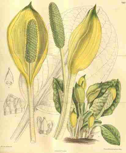 Illustration Lysichiton camtschatcensis, Curtis´s Botanical Magazine (vol. 130 [ser. 3, vol. 60]: t. 7937, 1904) [M. Smith], via plantillustrations.org 