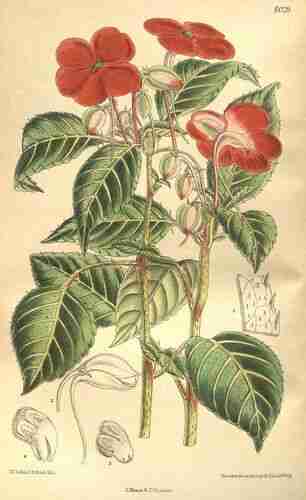 Illustration Impatiens walleriana, Curtiss Botanical Magazine (vol. 131 [ser. 4, vol. 1]: t. 8029, 1905) [M. Smith], via plantillustration.org 