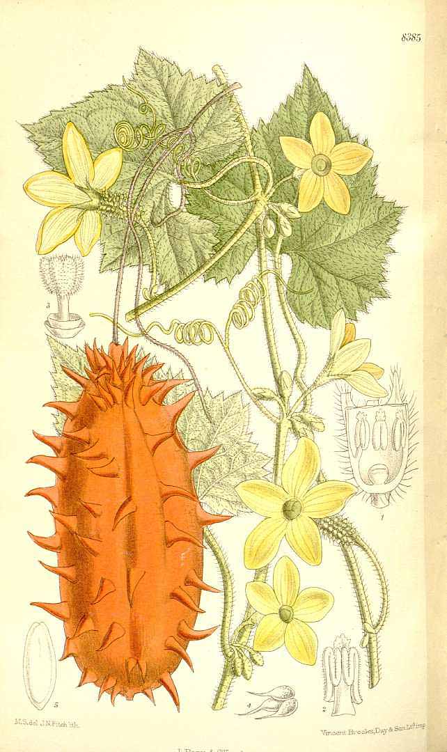 Illustration Cucumis metuliferus, Curtis´s Botanical Magazine (vol. 137 [ser. 4, vol. 7]: t. 8385, 1911) [M. Smith], via plantillustrations.org 