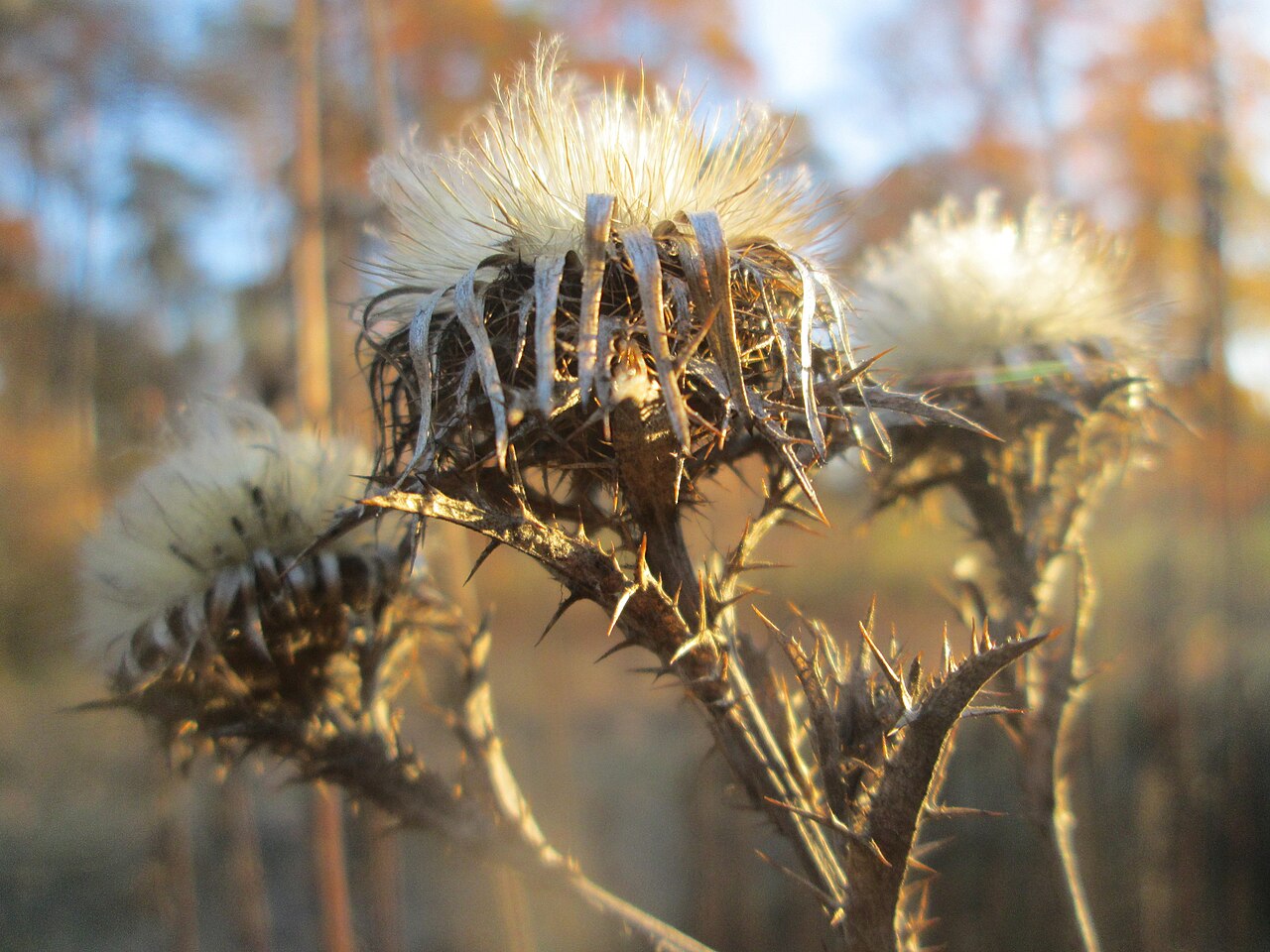 Illustration Carlina vulgaris, Par AnRo0002, via wikimedia 