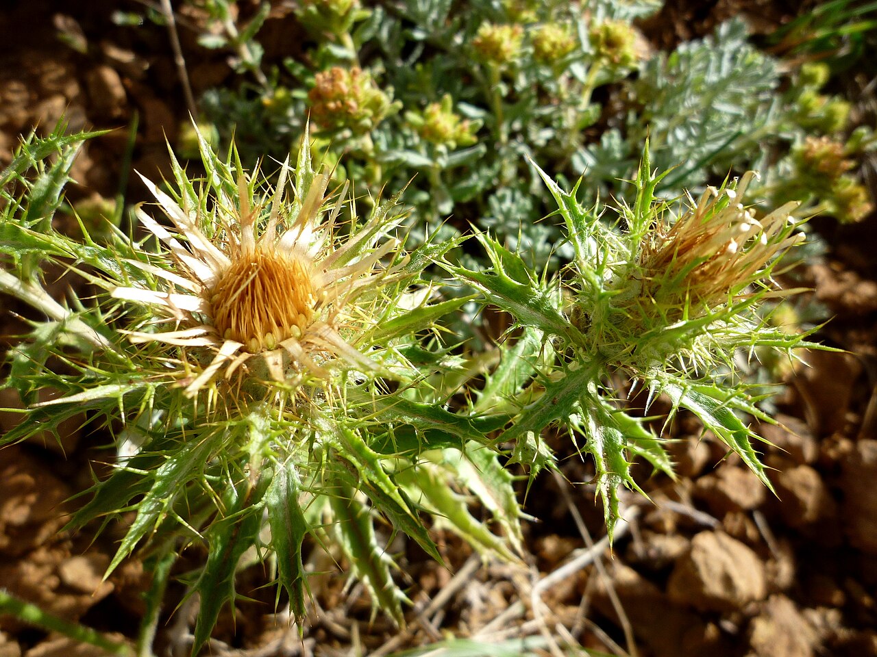 Illustration Carlina vulgaris, Par Isidre blanc, via wikimedia 
