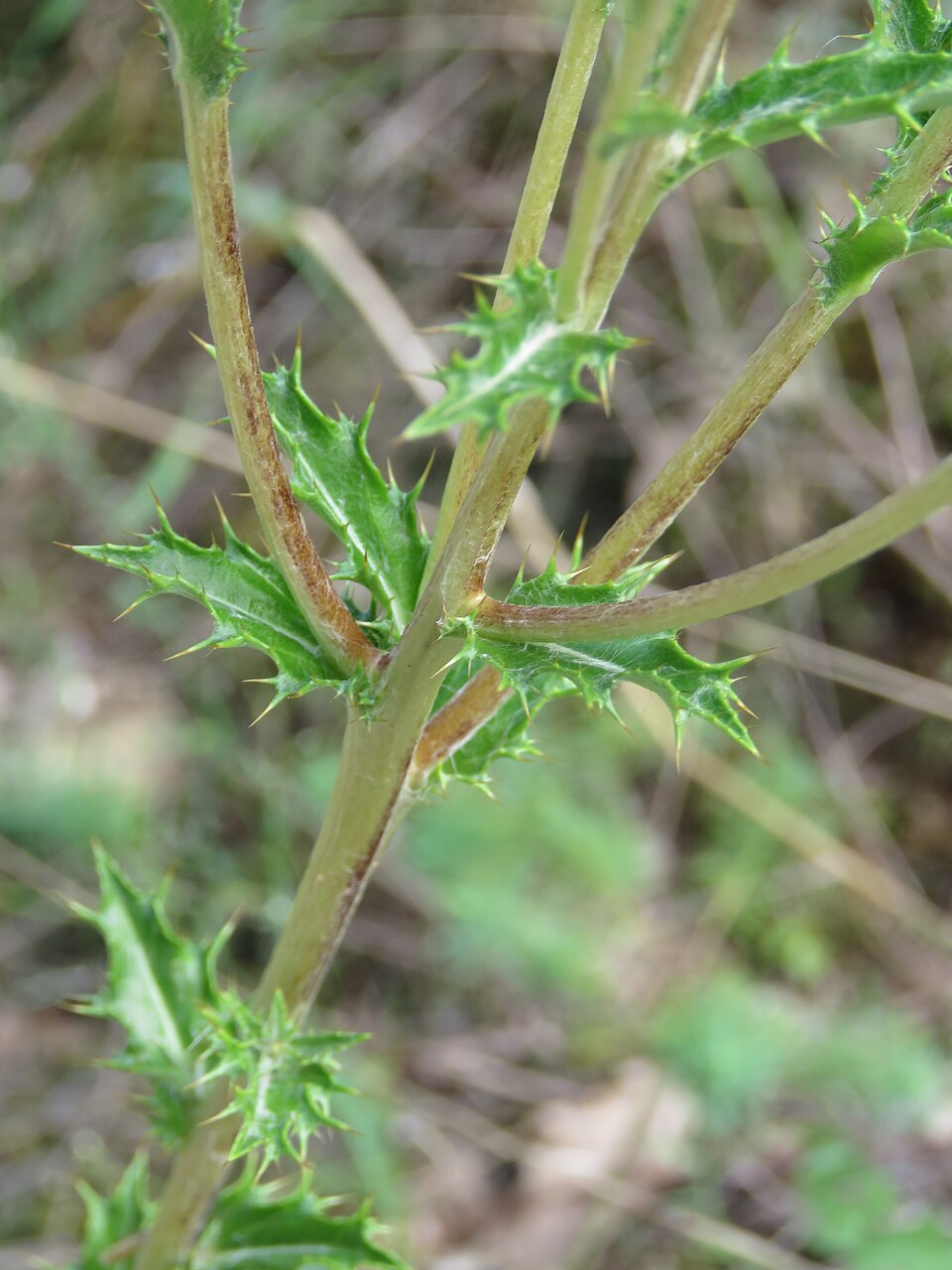 Illustration Carlina vulgaris, Par Aporia.j, via wikimedia 
