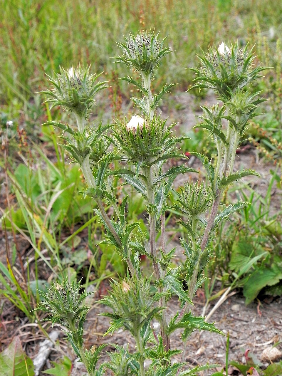 Illustration Carlina vulgaris, Par Hajotthu, via wikimedia 