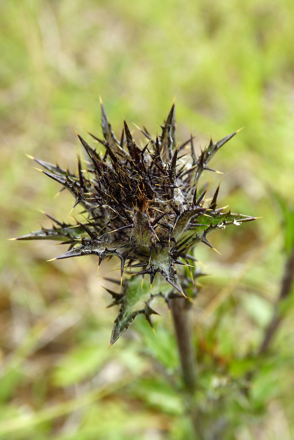 Illustration Carlina vulgaris, Par Biodehio, via wikimedia 