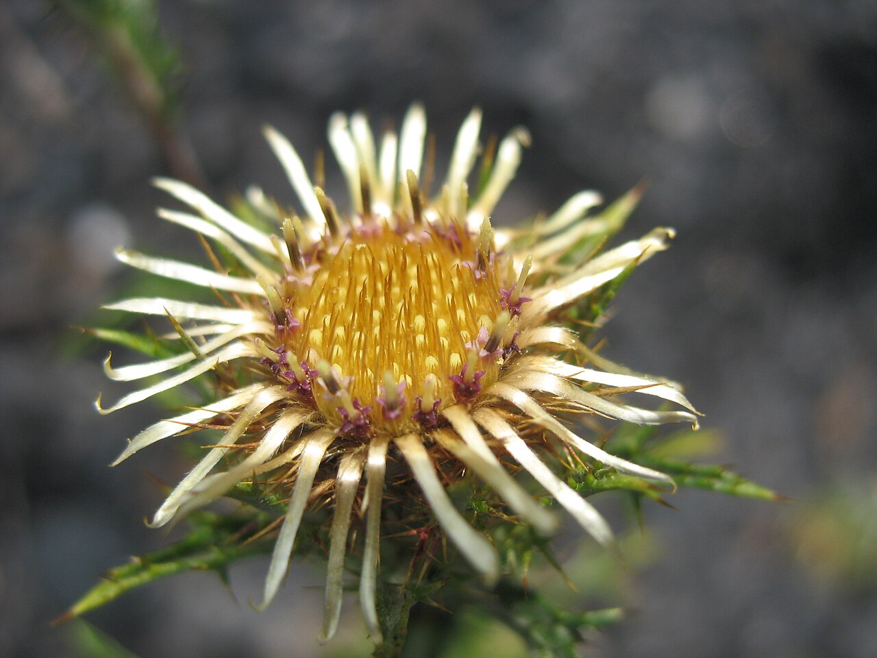 Illustration Carlina vulgaris, Par Teuteul, via wikimedia 