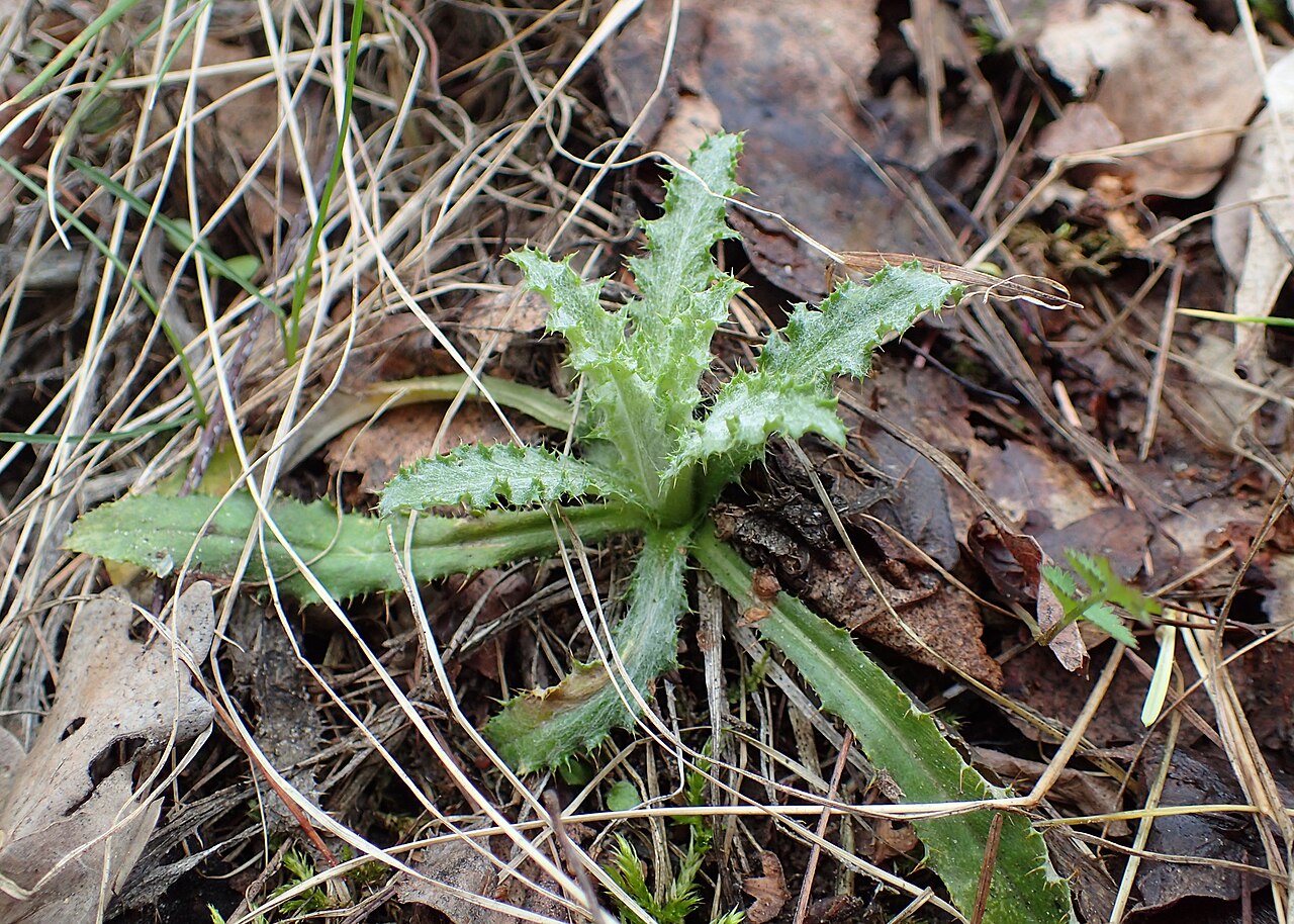 Illustration Carlina vulgaris, Par Krzysztof+Ziarnek%2C+Kenraiz, via wikimedia 