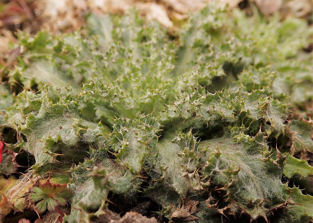Illustration Carlina vulgaris, Par Krzysztof+Ziarnek%2C+Kenraiz, via wikimedia 