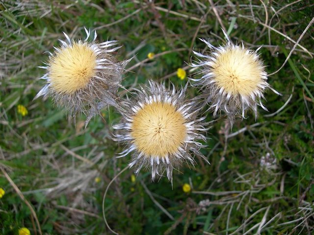 Illustration Carlina vulgaris, Par Mary and Angus Hogg, via wikimedia 