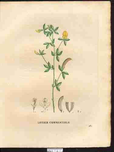 Illustration Lotus edulis, Par Jaume Saint-Hilaire J.H. (La flore et la pomone francaises, vol. 3: t. 281, 1830), via plantillustrations.org 