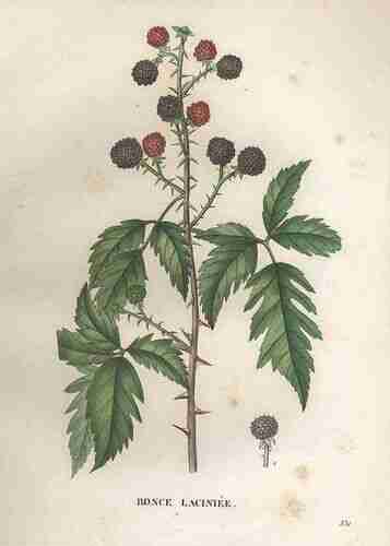 Illustration Rubus laciniatus, Par Jaume Saint-Hilaire J.H. (La flore et la pomone francaises, vol. 6: t. 532 ; 1833), via plantillustrations.org 