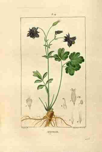 Illustration Aquilegia vulgaris, Par Chaumeton F.P. (Flore médicale (vol. 1), vol. 1: t. 24 ; 1833), via plantillustrations.org 