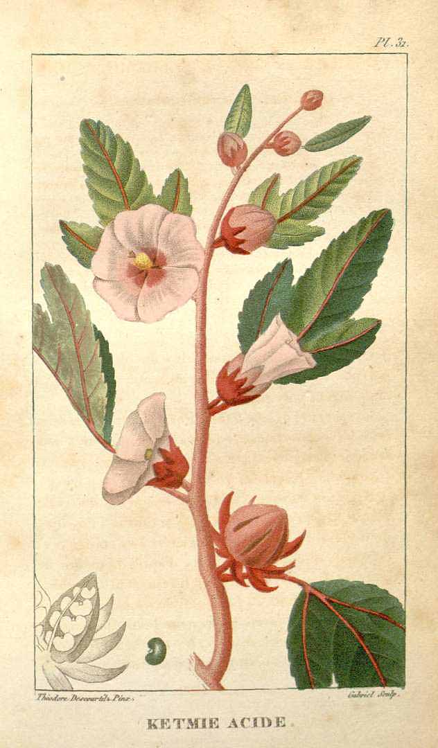 Illustration Hibiscus sabdariffa, Par Descourtilz M.E. (Flore médicale des Antilles, vol. 1: t. 31, 1821) [J.T. Descourtilz], via plantillustrations.org 