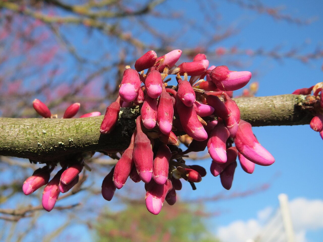 Illustration Cercis siliquastrum, Par AnRo0002, via wikimedia 