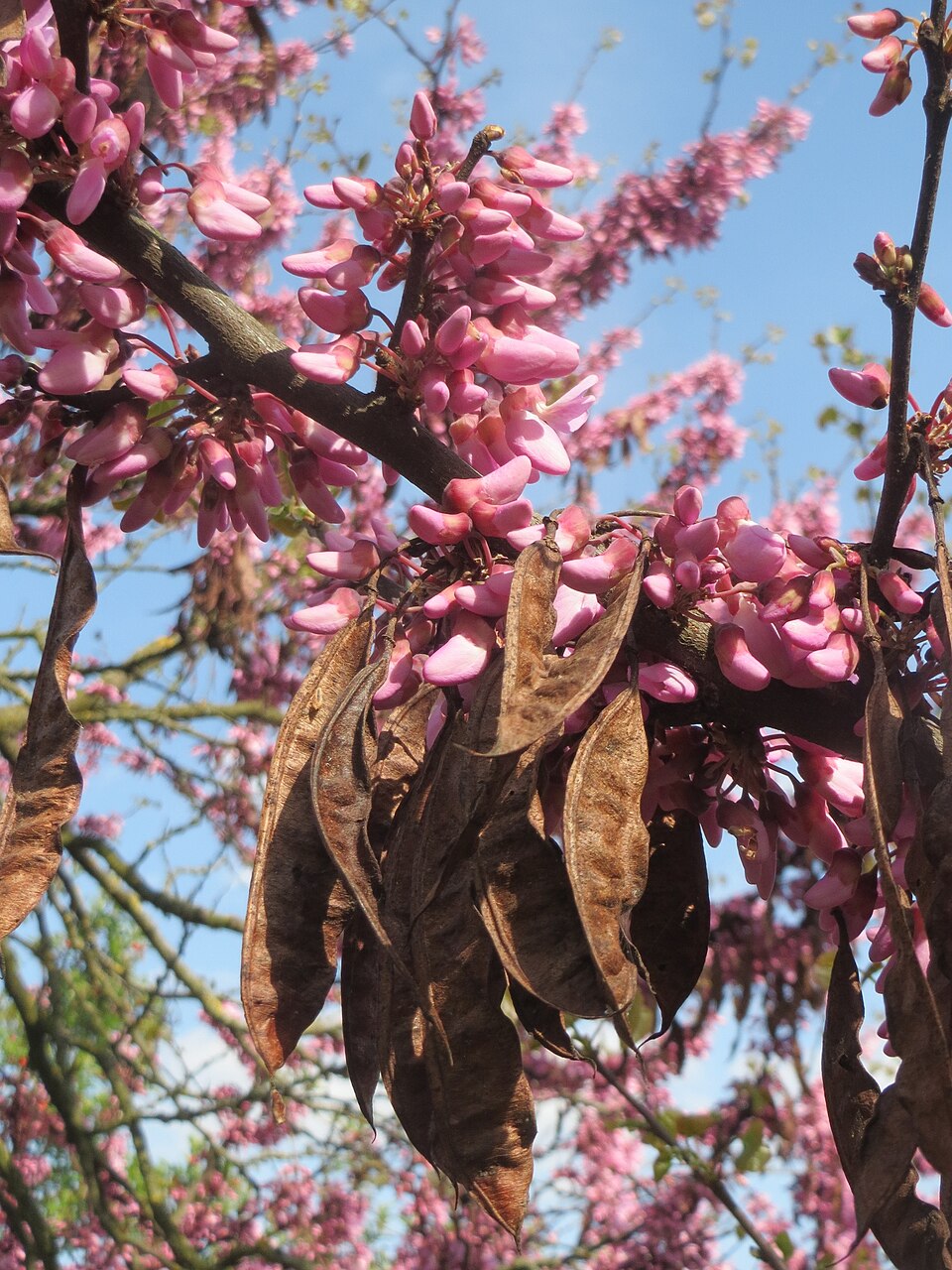 Illustration Cercis siliquastrum, Par AnRo0002, via wikimedia 