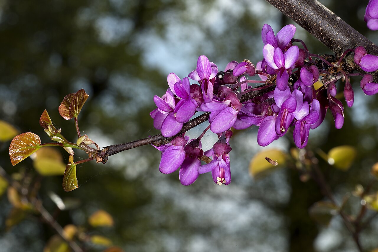Illustration Cercis siliquastrum, Par Didier Descouens, via wikimedia 