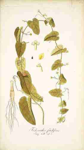 Illustration Kedrostis foetidissima, Par Jacquin N.J. von (Icones plantarum rariorum, vol. 3: t. 624, 1786-1793), via plantillustrations.org 