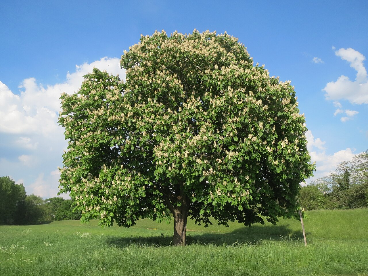 Illustration Aesculus hippocastanum, Par AnRo0002, via wikimedia 