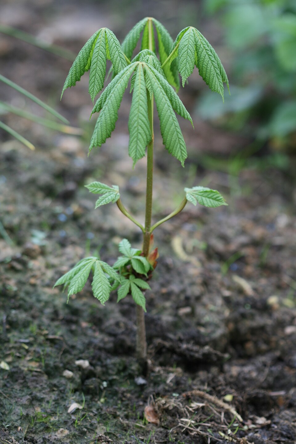 Illustration Aesculus hippocastanum, Par Sylfred1977, via wikimedia 