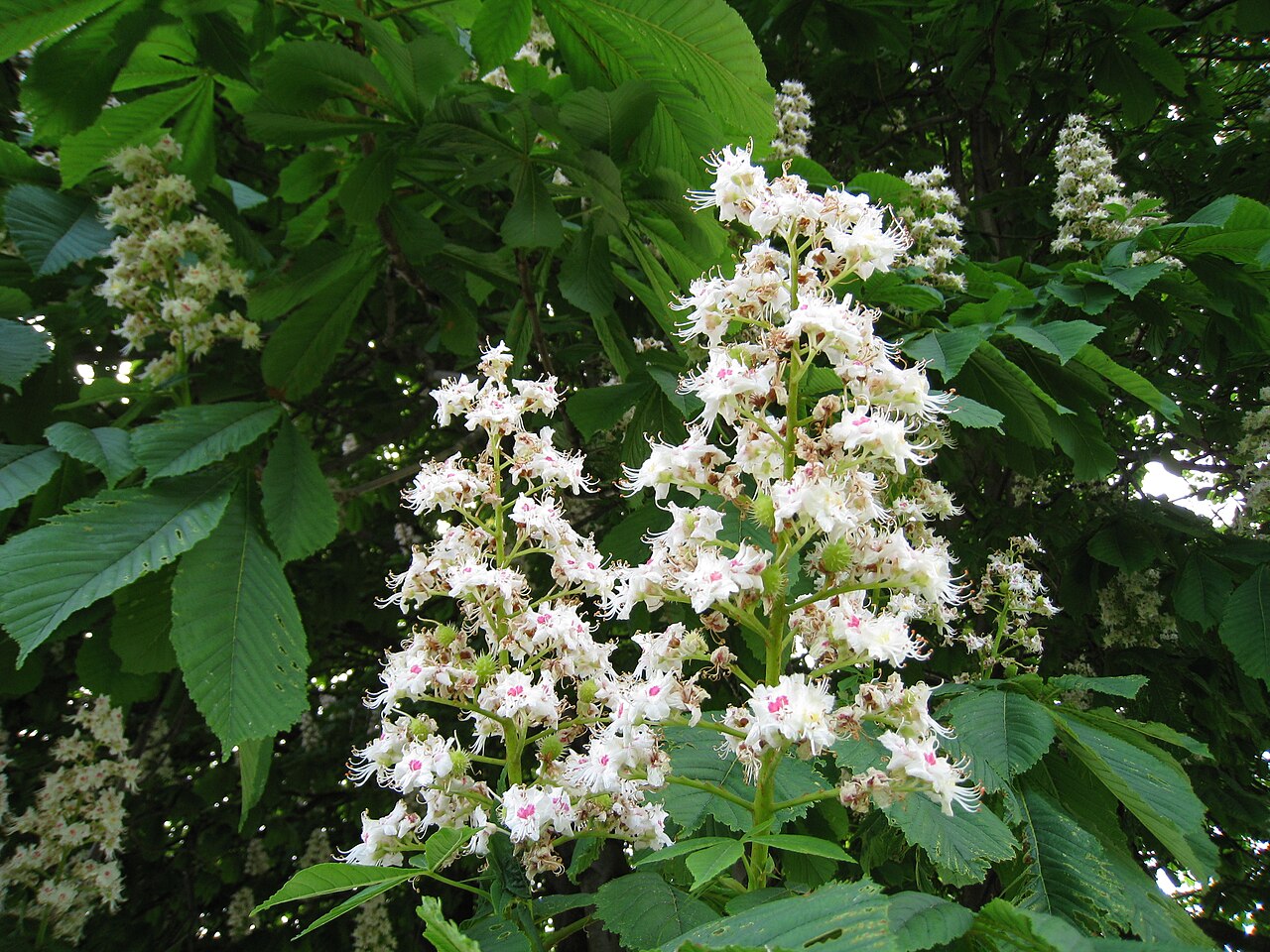 Illustration Aesculus hippocastanum, Par Wendy+Cutler+de+Vancouver%2C+Canada, via wikimedia 
