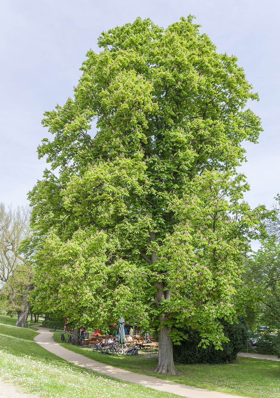 Illustration Aesculus hippocastanum, Par Stephan van Helden, via wikimedia 