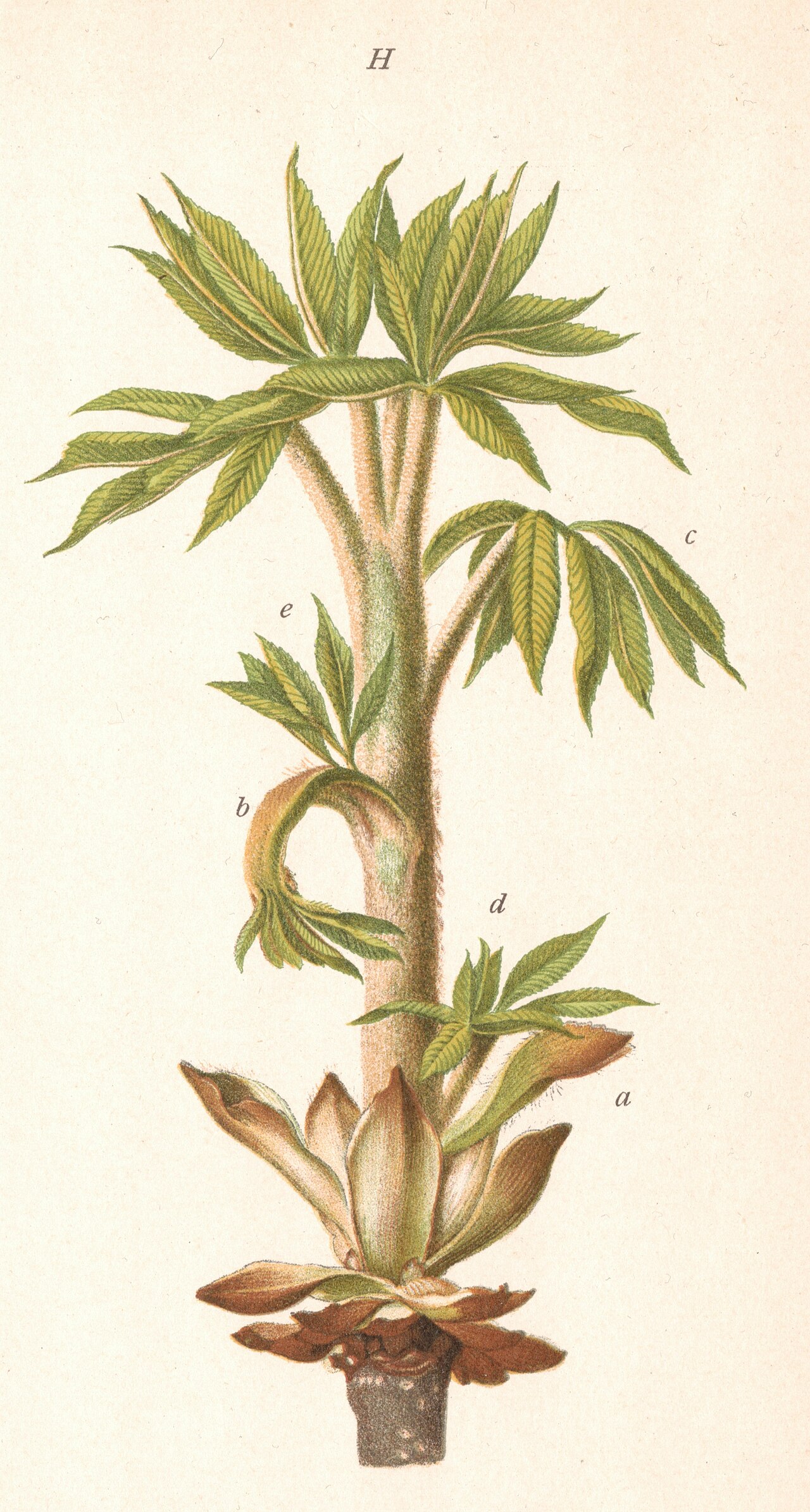 Illustration Aesculus hippocastanum, Par Peer Schilperoord, via wikimedia 