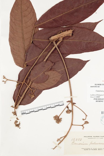 Illustration Canarium odontophyllum, Par filibot.web, via flickr 