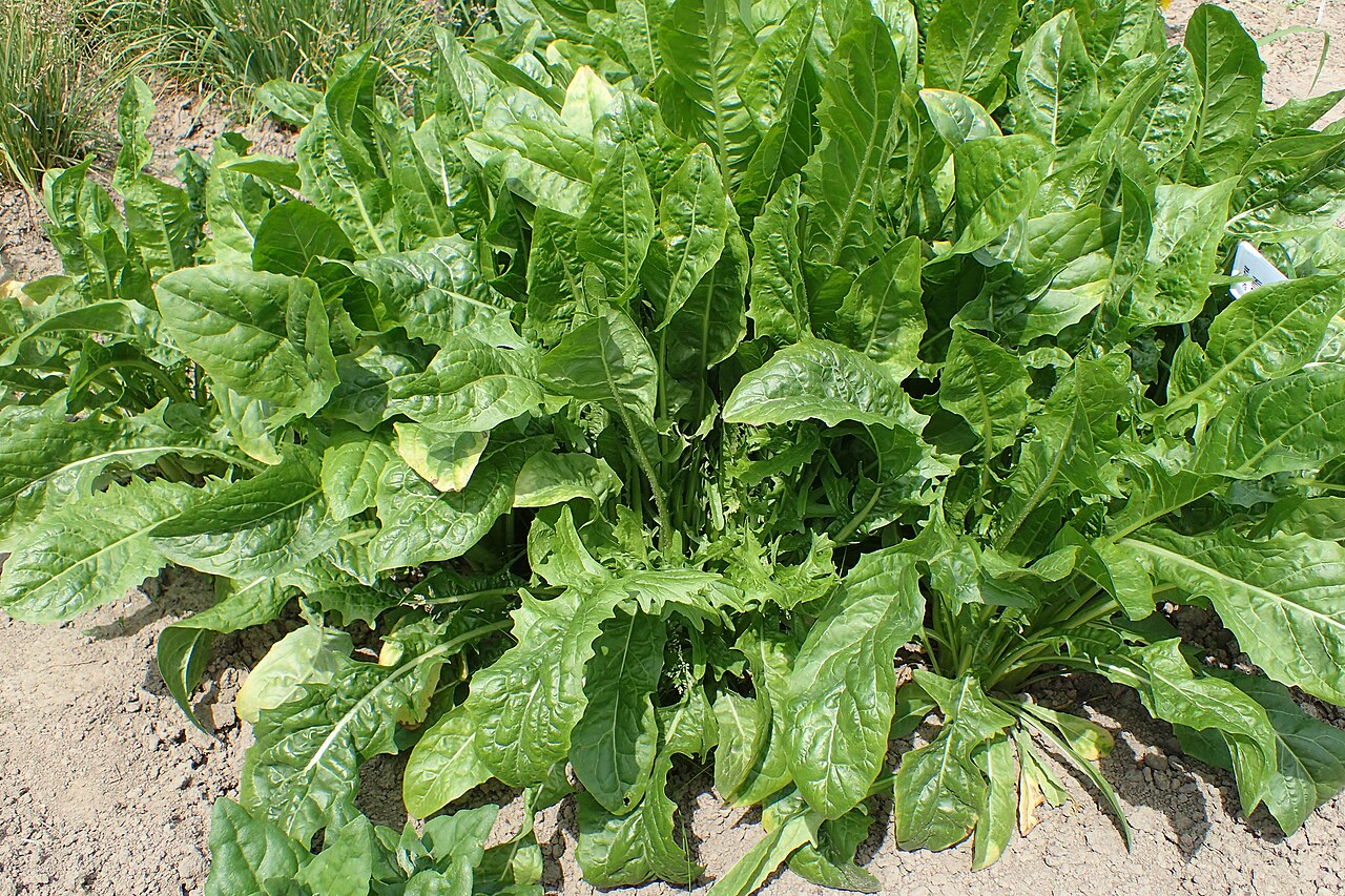 Illustration Cichorium intybus, Par Krzysztof Ziarnek, Kenraiz, via wikimedia 