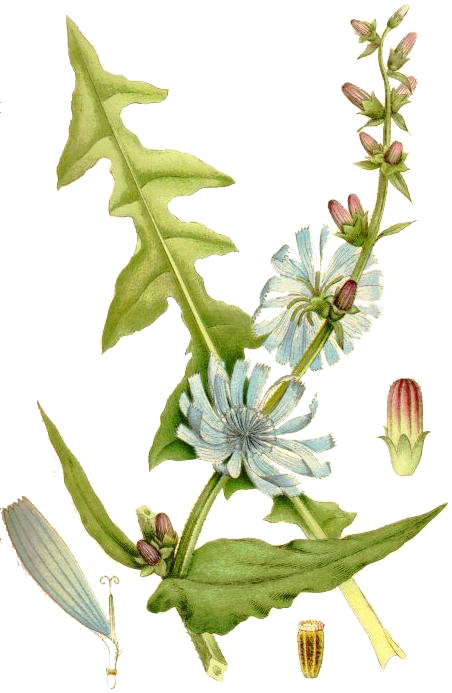 Illustration Cichorium intybus, Par Carl+Axel+Magnus+Lindman+%281856%E2%80%931928%29, via wikimedia 