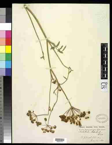 Illustration Malabaila secacul, Par Ingrid P. Lin, via National Museum of Natural History Image Collection et eol 