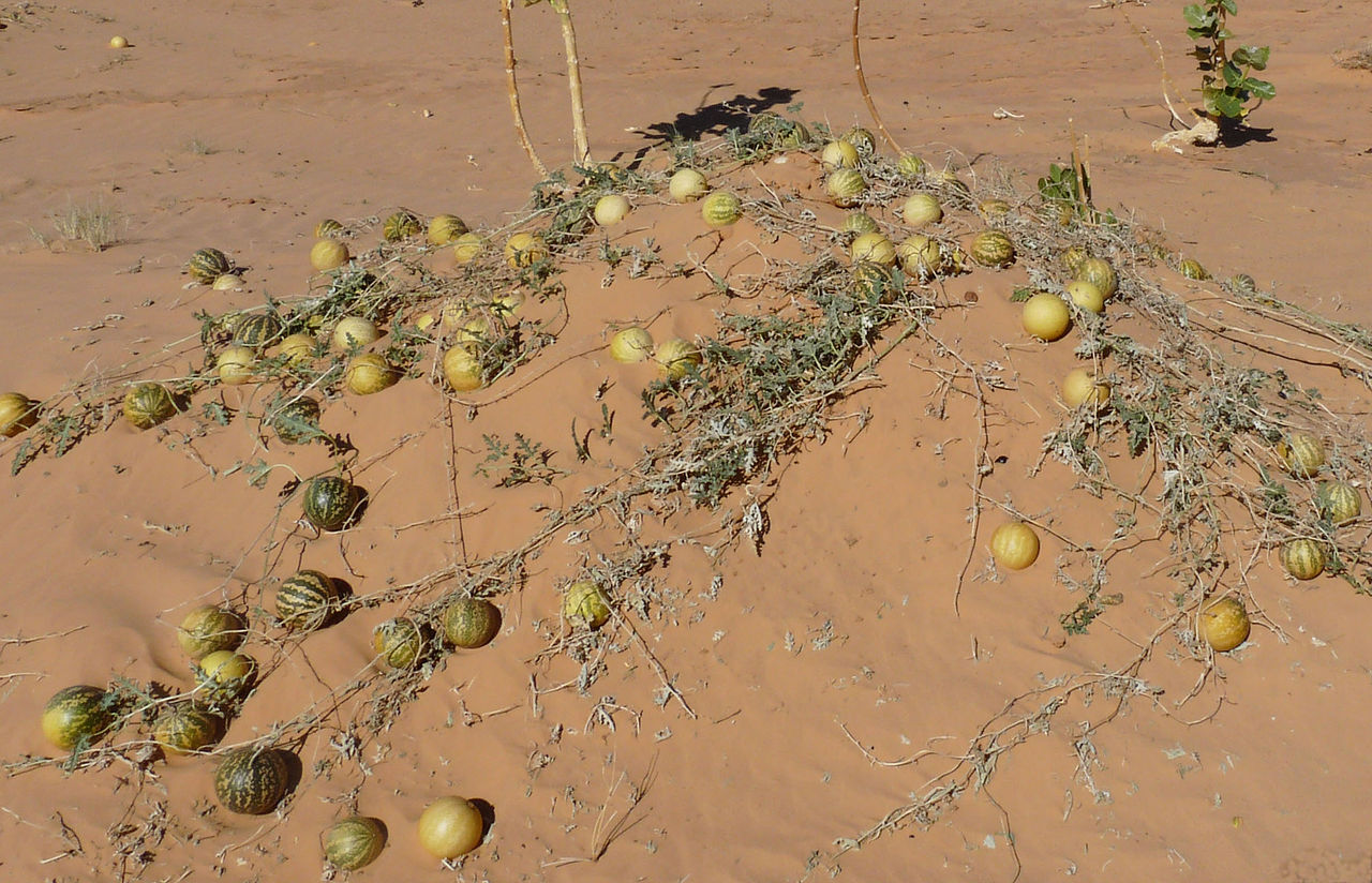 Illustration Citrullus lanatus, Par Ji-Elle, via wikimedia 