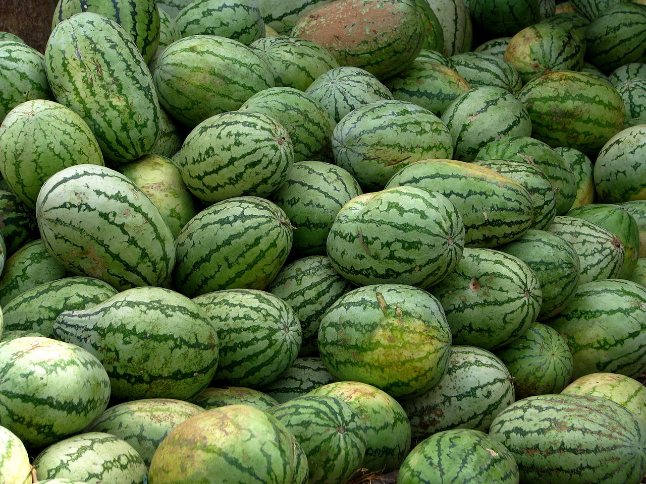Illustration Citrullus lanatus, Par McKay+Savage+de+Londres%2C+Royaume-Uni, via wikimedia 