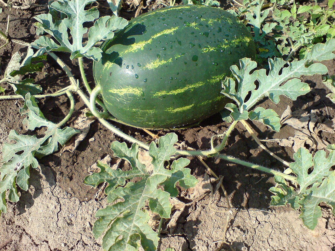 Illustration Citrullus lanatus, Par Biso, via wikimedia 