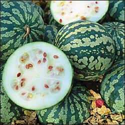 Illustration Citrullus lanatus, Par Kazvorpal, via wikimedia 