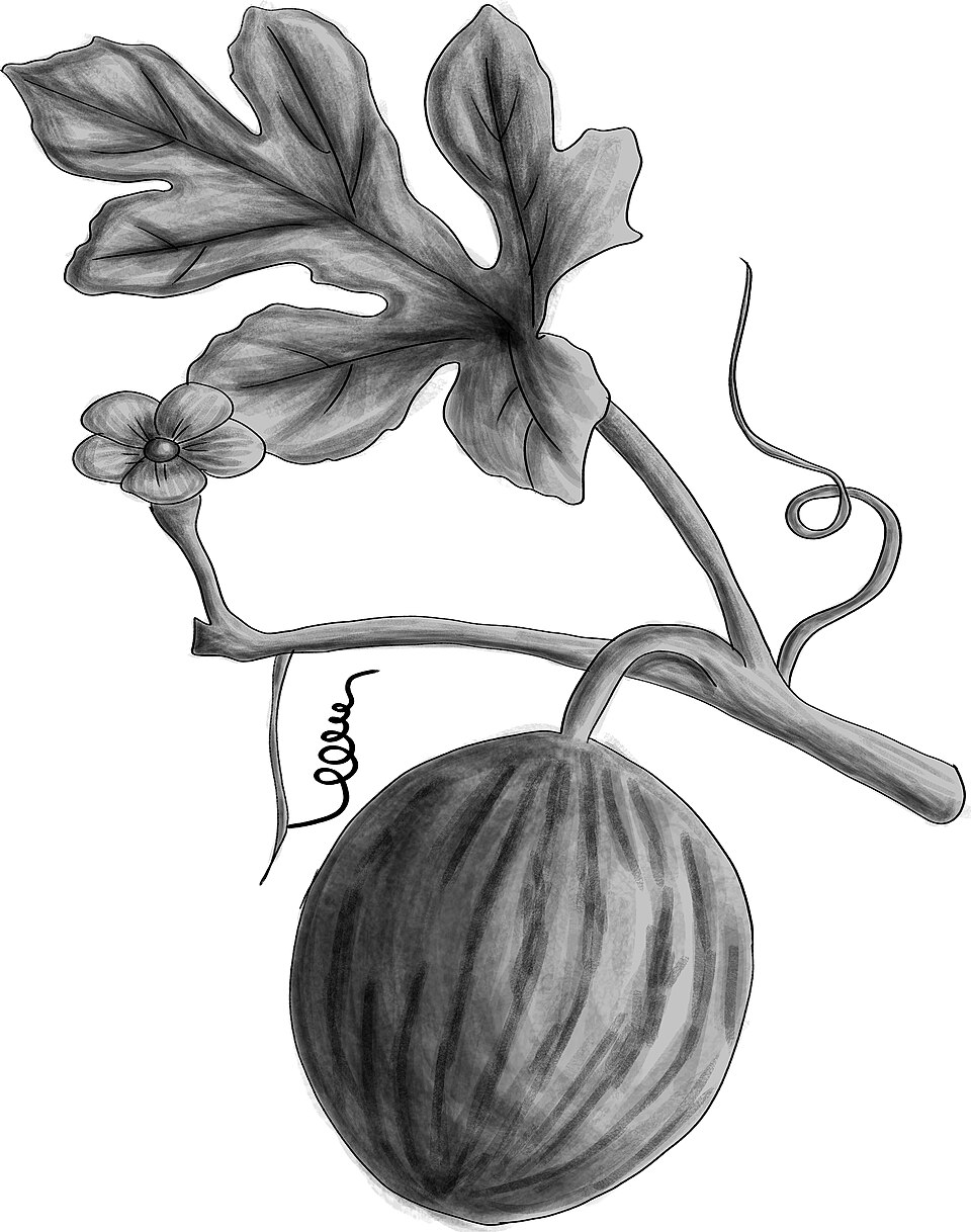 Illustration Citrullus lanatus, Par Megustanlasframbuesas, via wikimedia 