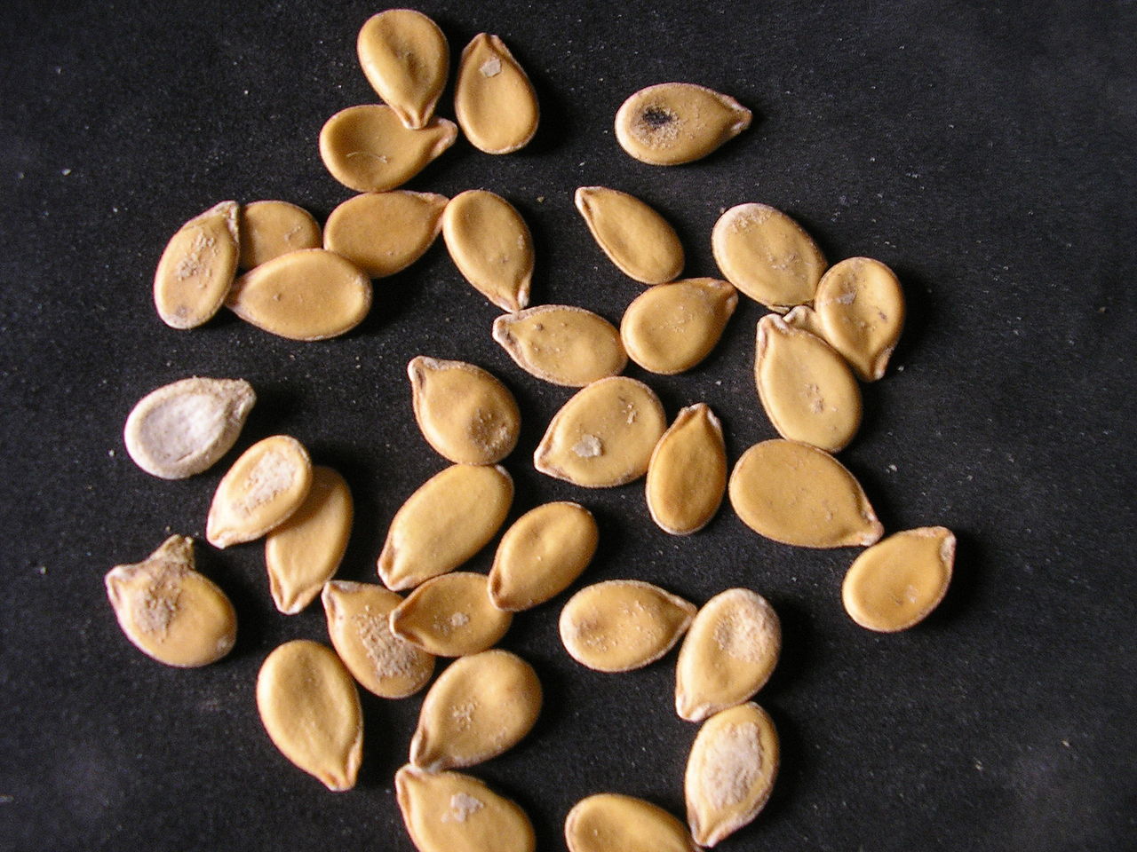 Illustration Citrullus lanatus, Par Zz411, via wikimedia 