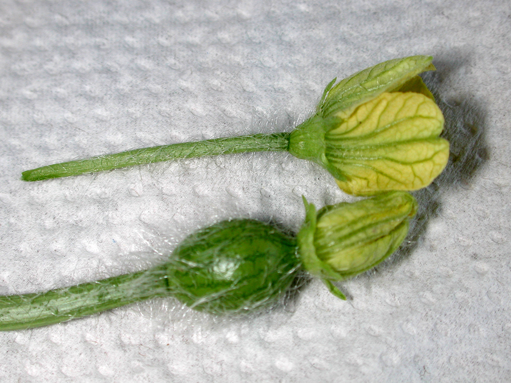 Illustration Citrullus lanatus, Par Pollinator, via wikimedia 