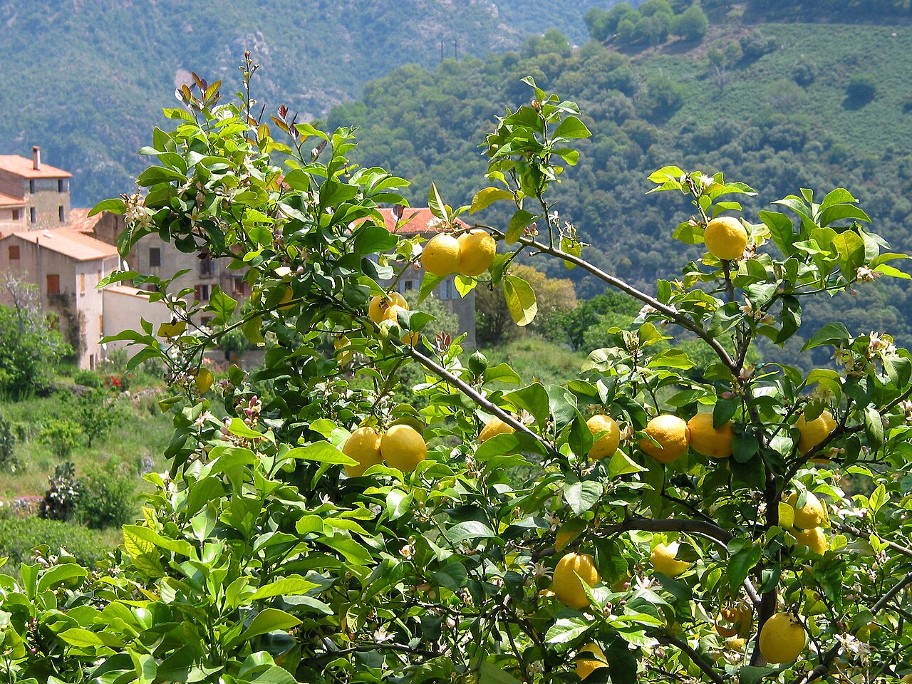 Illustration Citrus limon, Par Jean-Pol GRANDMONT, via wikimedia 
