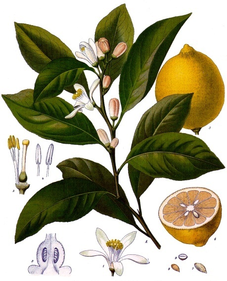 Illustration Citrus limon, Par Franz+Eugen+K%C3%B6hler%2C+K%C3%B6hler%27s+Medizinal-Pflanzen, via wikimedia 