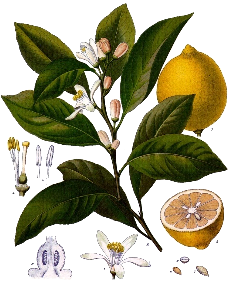 Illustration Citrus limon, Par Franz+Eugen+K%C3%B6hler%2C+K%C3%B6hler%27s+Medizinal-Pflanzen, via wikimedia 