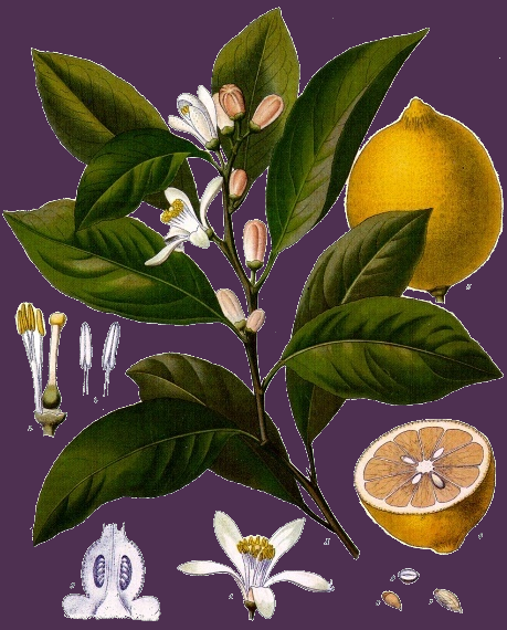Illustration Citrus limon, Par Franz+Eugen+K%C3%B6hler%2C+K%C3%B6hler%27s+Medizinal-Pflanzen, via wikimedia 