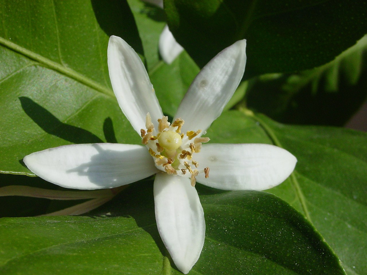Illustration Citrus limon, Par Arno, via wikimedia 
