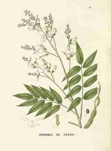 Illustration Styphnolobium japonicum, Par Jaume Saint-Hilaire J.H. (Trait des arbres forestiers, t. 82 ; 1824), via plantillustrations.org 